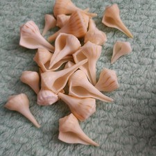 18  Small Baby Lightning Whelk Shells (0.5-2 inches) for Jewelry Making  Craft  picture