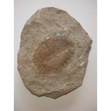 EXCELLENT, RARE TRILOBITE.ORDOV.MOROCCO. picture