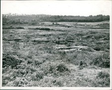 1945 Seattle Wa Pond Vintage Historic Beauty Trees Press Photo 8x10 picture