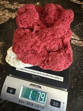 Natural excellent Rare Red Coral Branches Minerals Specimen 1LB picture