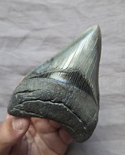 Rare Quality Megalodon Shark Tooth Fossil With Fat Root From Georgia picture