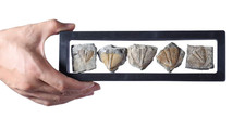 Set of 5 Real Trilobite Tail Fossils - Authentic 450 Million Year Old Collection picture