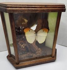 80s Boho Taxidermy Butterfly Terrarium Mirrored Wood Display Case picture
