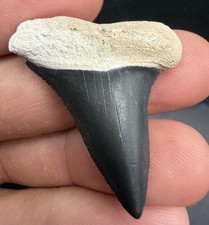 Rare Fossil Mako Shark Tooth 1.46” Bone Valley Florida Shark Tooth picture
