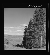 Photo:Aspen Colorado 1941 National Forest Trees Landscape Pines Mountains picture