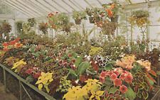 Vintage Postcard Mansfield Ohio Kingwood Center Greenhouse Photo Unposted Flower picture