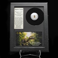 Authentic Raptor Tooth Fossil in Collector’s Display Box picture