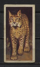 Wildlife Animals Collectable Brooke Bond Tea Cards  - Pick up your Card picture