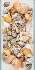 Sea Shell Collection Lot of 50 Large & Small Specimens picture