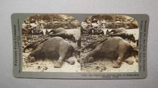 Antique Vtg 1910s Dead Elephants One Nights Bag Africa Stereoview Photo Card picture