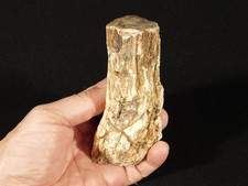 Nice BARK LONG Polished Petrified WOOD Fossil Madagascar 309gr picture