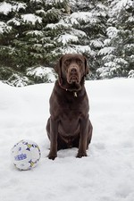 Photo:Aspen Colorado 2016 Chocolate Lab Puka with Soccer Ball in Snow picture