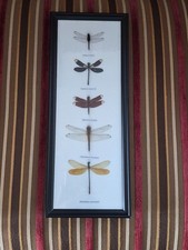 Dragonflies 5 Real Dragonfly Specimen Insects Taxidermy 6 X 15” Wall Framed picture