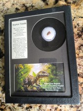 Authentic Raptor Tooth Fossil in Collector’s Display Box Dinosaur picture