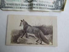 VERY Rare CIVIL WAR Period Carte de Visite Album Photo of BEAUTIFUL FOX, GIFT picture