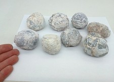 Bulk 2 Pound Group of Small Utah Dugway Geodes Thundereggs 1.50-2.00
