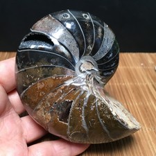 454g natural polished   Stone sculptor decora Specimen fb1757 picture