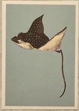 Spotted Eagle Ray Illustration Postcard PC874 Ephemera Journal Tag Wall Decor picture