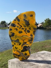 AAA Bumble Bee Jasper Polished Slab Slice 217mm 1.645 kilos Rare Yellow/Orange picture