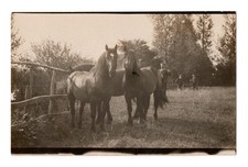 Horses and Men in a Field Real Photo Postcard RPPC Unposted Carte Postale picture