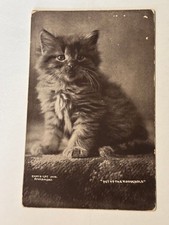 Antique Postcard 1907 Cute Kitten 