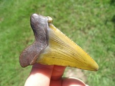 YELLOW GREEN SUWANNEE RIVER AURICULATUS SHARK TOOTH FLORIDA FOSSILS SHARKS TEETH picture