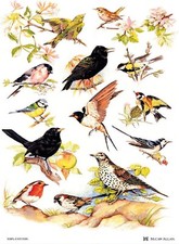 Samuel Lamont, 'British Birds' Kitchen/Tea Towel picture