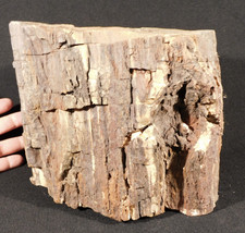 Nice BARK BIG Petrified WOOD ROLLER Fossil From JURASSIC Utah 9339gr picture