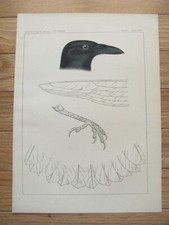 RAVEN ORIGINAL COLOR LITHOGRAPH 1860 PACIFIC RR SURVEY picture