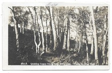 Rifle Colorado Aspen Grove RPPC Photo Postcard Zercher  picture