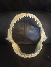 Monster Bull SHARK JAW Professionally Cleaned.  8 inches of real shark jaws picture