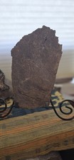 Very Large Triceratops Dinosaur Fossil Frill Edge Piece Hell Creek Fm S Dakota picture