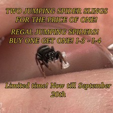 💜REGAL JUMPING SPIDER SALE 2 Regal Jumping Spider Slings For The Price Of One. picture