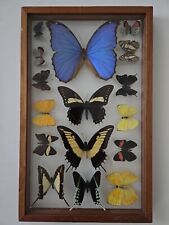 Butterfly Collection Wood Framed Display with Glass picture